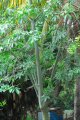 Pistache de l'inde. PACHIRA aquatica. Amérique du sud. Bombacaceae. 7-8m